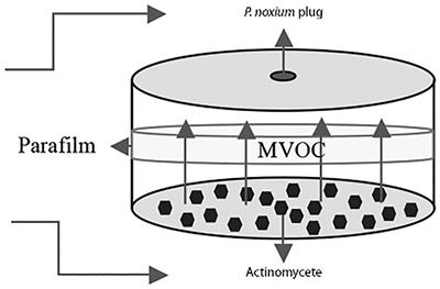 In vitro biological control of Pyrrhoderma noxium using volatile compounds produced by termite gut-associated streptomycetes